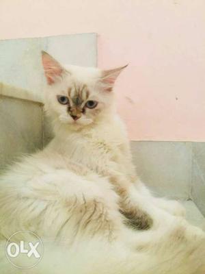 Female himalayan breed