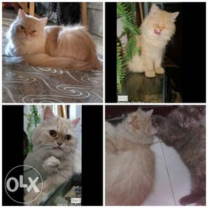 Female persian cat and she is very adorable want