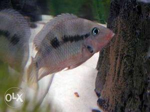 Firemouth Cichild fish for sale (1 piece)