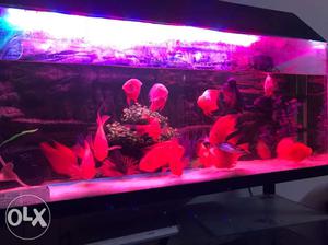Fish Aquarium with fishes and everything in the