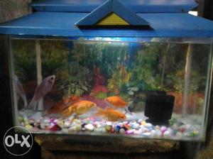 Fish tank 6 fishes water filter colour stones