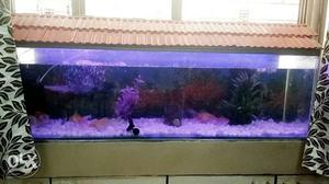Fish tank with fancy top