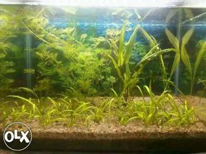 Fish tank with soil n live plants and a betta