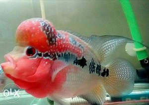Floran Fish 1 year old very good very healthy