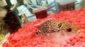 Flowerhorn fish for sale