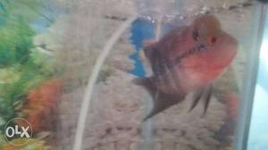 Flowerhorn fish red dragon in my home
