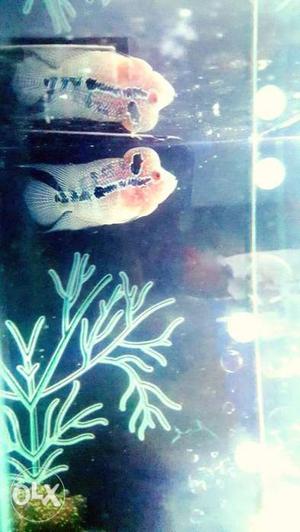 Flowerhorn with hump. healthy