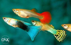 Four Multicolored Guppy Fish