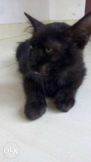 Full black Persian 3 month old female