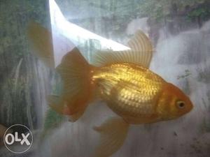 Gold Fish In Jhansi