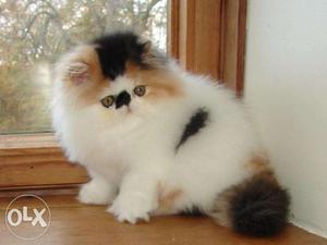 Golden color cute persian avalible CASH ON DELIVERY