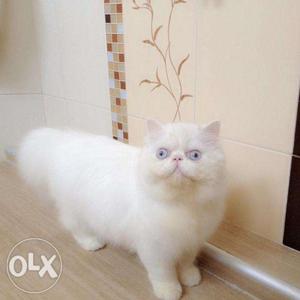 Golden color persian 30 days old for sale