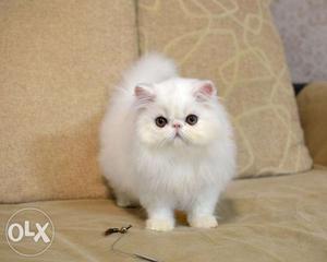 Golden color pure persian kitten avalible cod