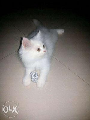 Good kitten available original breed age 1 month contact