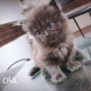 Gray And Brown Fur Kitten