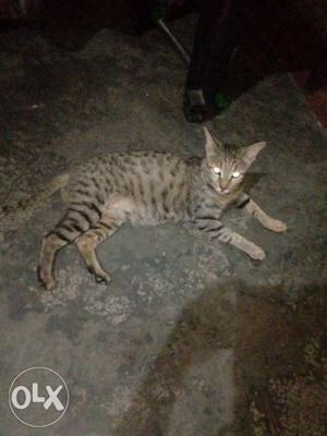 Gray Cat In Jind