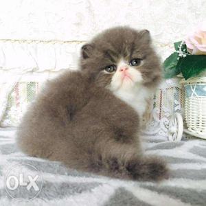 Gray color long fur quality pure persian kitten avalible