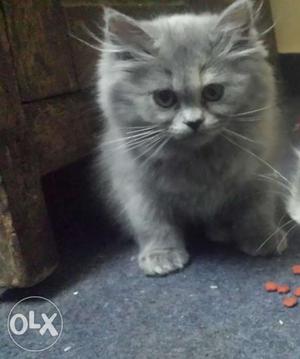 Grey colour female kitten 3 months ok..