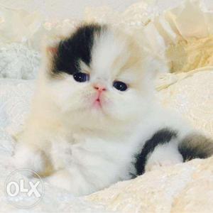 Grey persian cat 2 month old available for cod