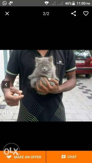 Grey small Persian cat