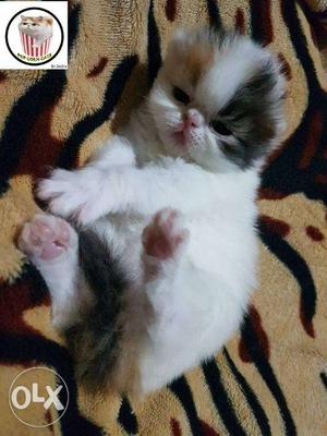 Gry color pure persian kitten for sale in gurgaon cod