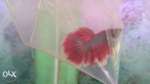 Half moon betta male and female for sale