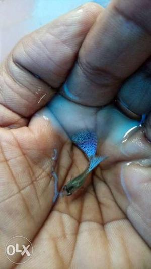 High quality guppy blue graas available pair 200