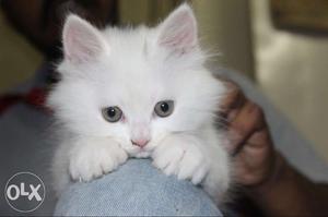 Himalayan persian kittens for sale