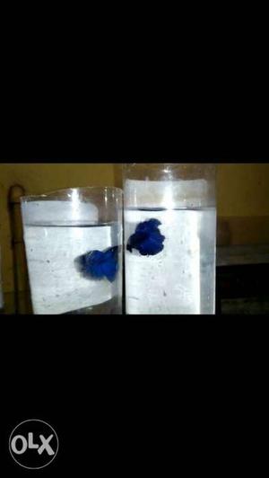 Hm blue Betta for sale.home breed item