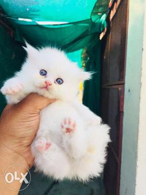 I want to sell persian kitten blue eyes good