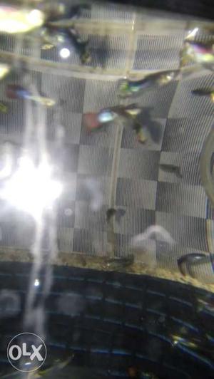 Imported guppy 50 per pair 40 per pair on buy at