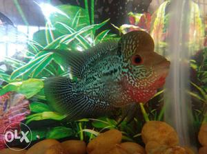 Kamfa short body (15 cm) (aaa)Flowerhorn (bargain pls)