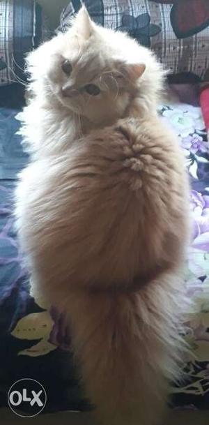 Light yellow pregnant persian cat very beautiful and silent