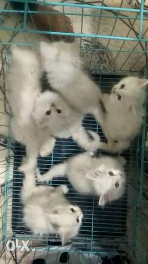 Liter Of White Kittens