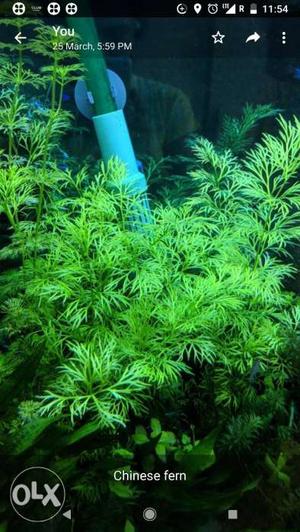 Live aquarium plants for SALE