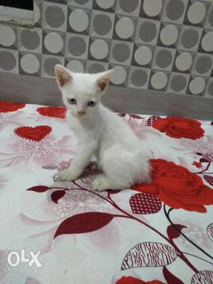 Long-coated White Kitten