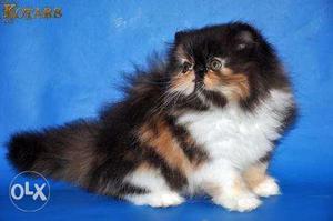 Long fur norml eyes traind Persian cats kitten sale.free