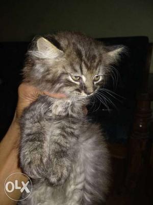 Male, Greay Pershion Cat kitten 2 month old
