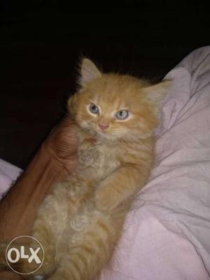 Male Pershion Cat kitten 2 month old