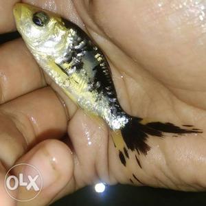Male n female moli n gold fish