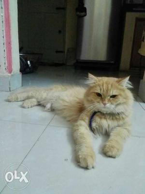 Male one year old Golden persian cat