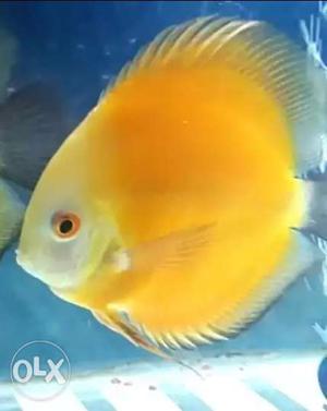 Male yellow discus for sale
