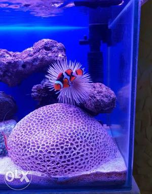 Marine tank n fishes for sale
