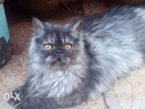 Medium-coated Gray And Black Cat