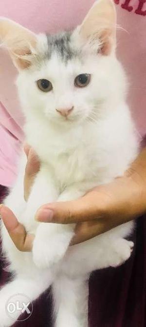 Mix breed(turkishvan and Persian) 2 month old