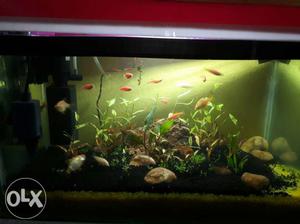 NEW Live plant Fish Tank