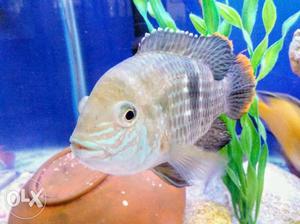 Neon Acara Fish 6 inch