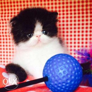 Off white color pure persian kitten for sale in all