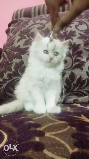 Ofwhite female Persian kitten pure breed price