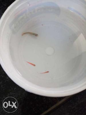 One Brown And Two Red Guppy Fish